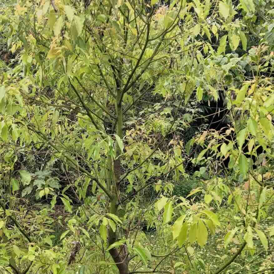 ho-wood-drzewo Drzewo Ho Wood Cinnamomum camphora (chemotyp linalool)