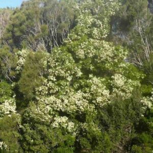 rosalina tree