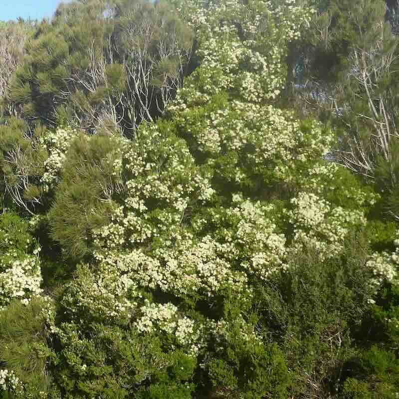 rosalina-wild-trees dzika rosalina z której destylowany jest olejek rosalina aromatherapyoils