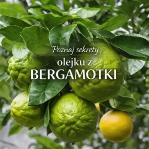 Zielone owoce bergamotki na gałęzi drzewa Citrus bergamia z napisem Poznaj sekrety olejku z bergamotki