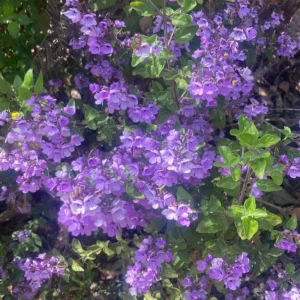 Prostanthera melissifolia roslina